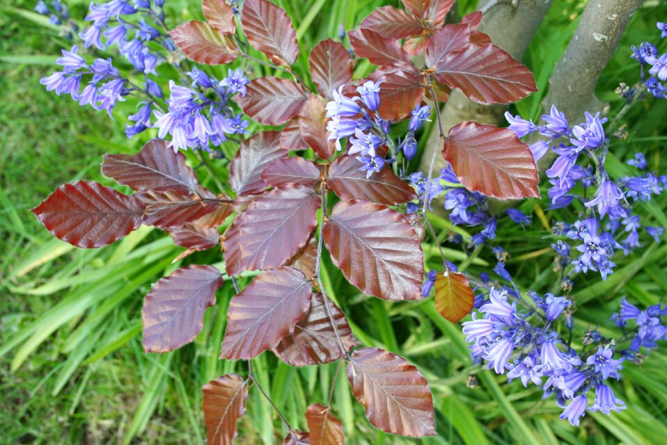 Flowers red oak leaves garden flower