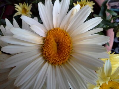 Spring flowers close up