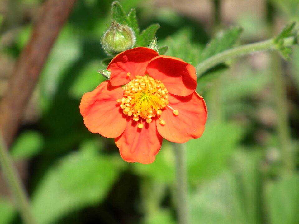 Flowers decorative ornamental plant