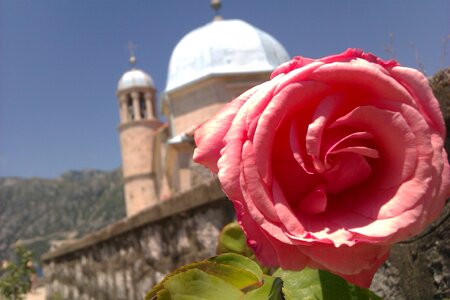 Summer hot summer flower