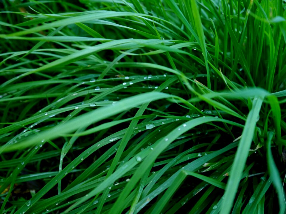 Green dew drops of morning dew