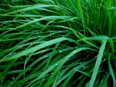Green dew drops of morning dew