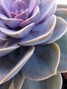 Nature petal leaves