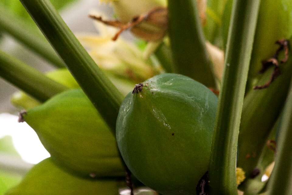 Tropical crop fruits
