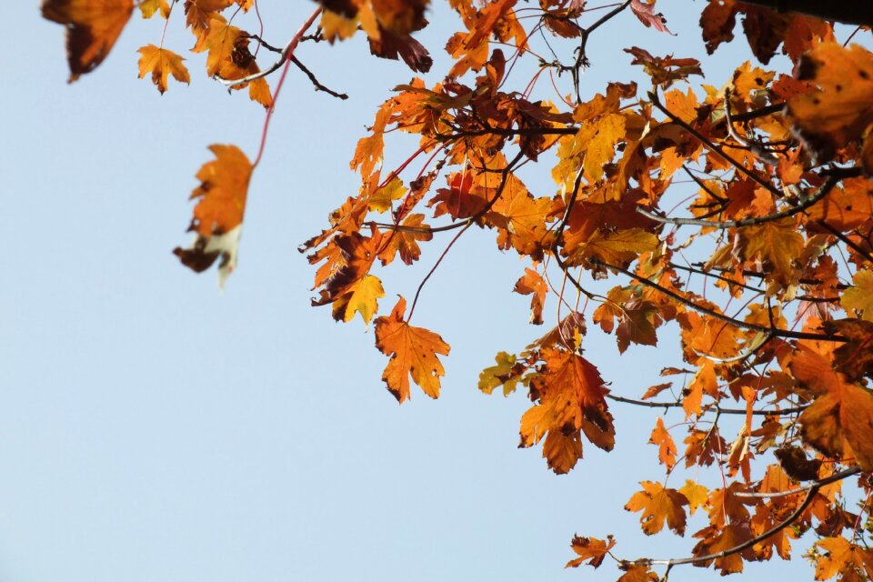 Leaves in the autumn october colorful