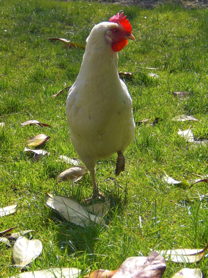 Chicken white meadow