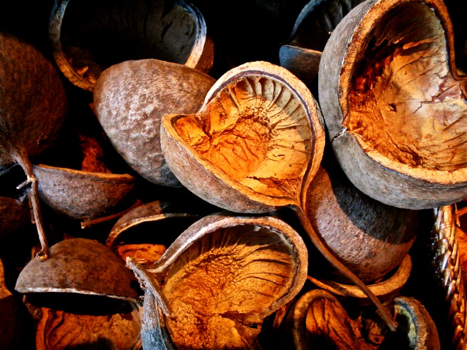 Seeds vegetable nature