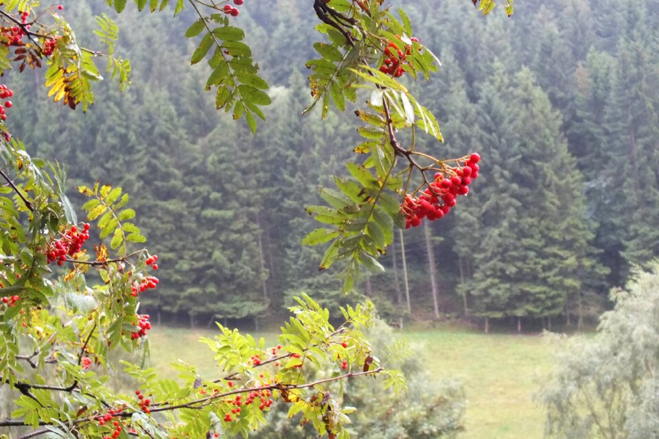 Nature tree herbstregenb