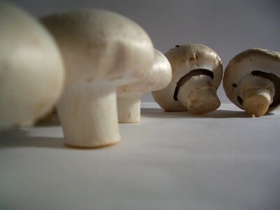 Mushrooms agaricus Free photos