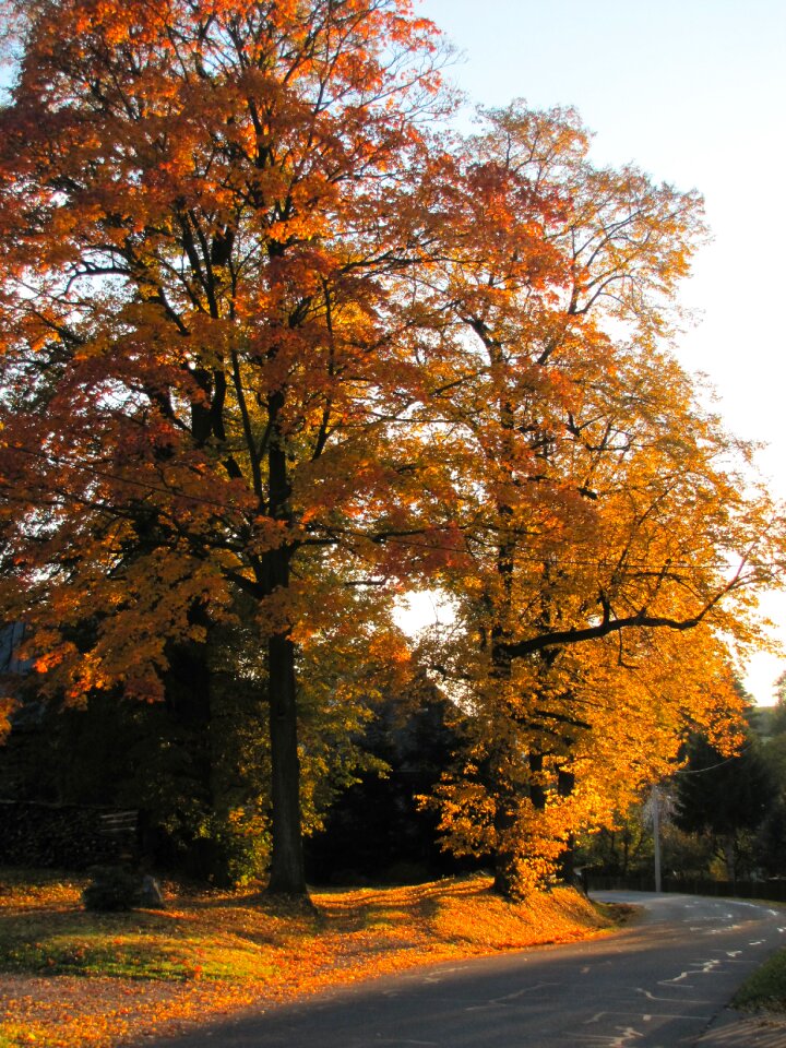 Golden autumn colorful leaves trees photo