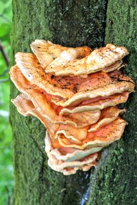 Landscape green mushroom