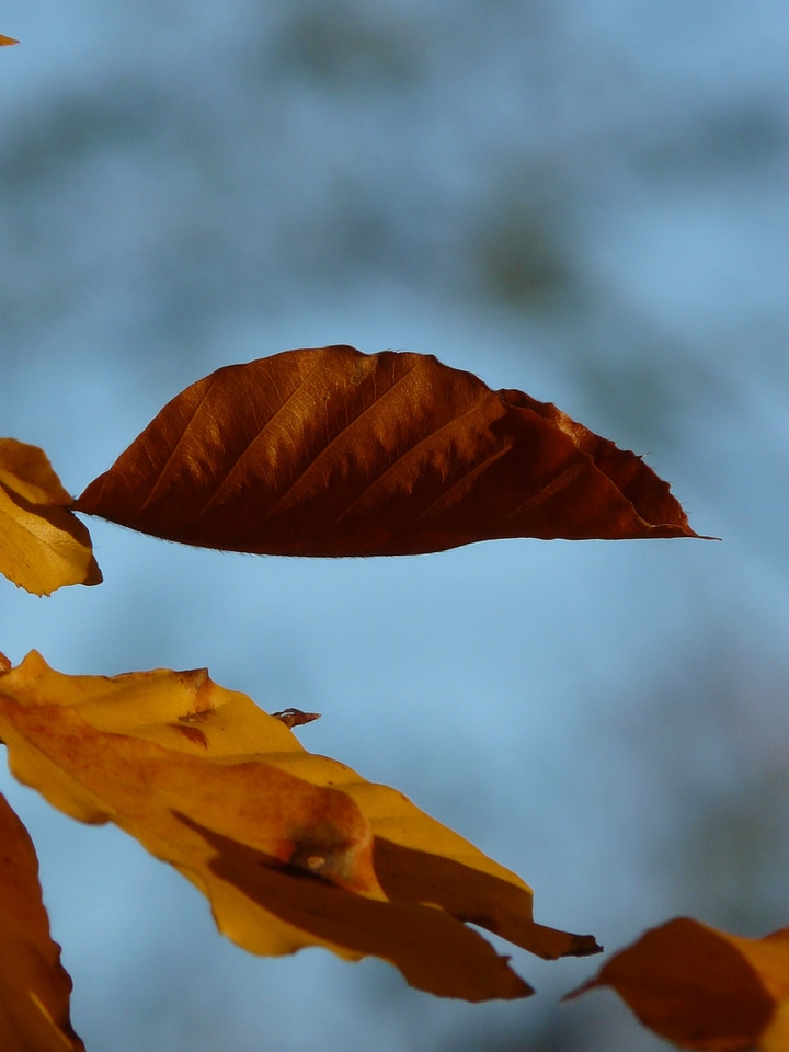 Deciduous tree golden autumn golden october