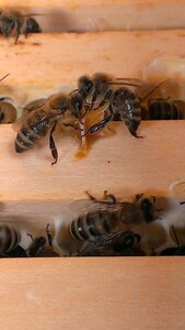 Bees honeycomb wood