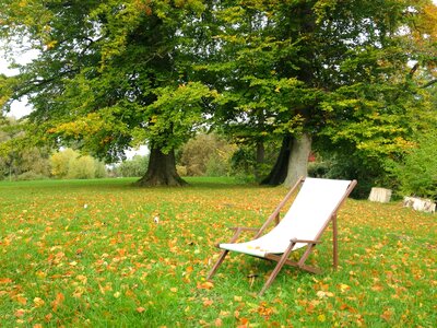 Deck chair trees emerge
