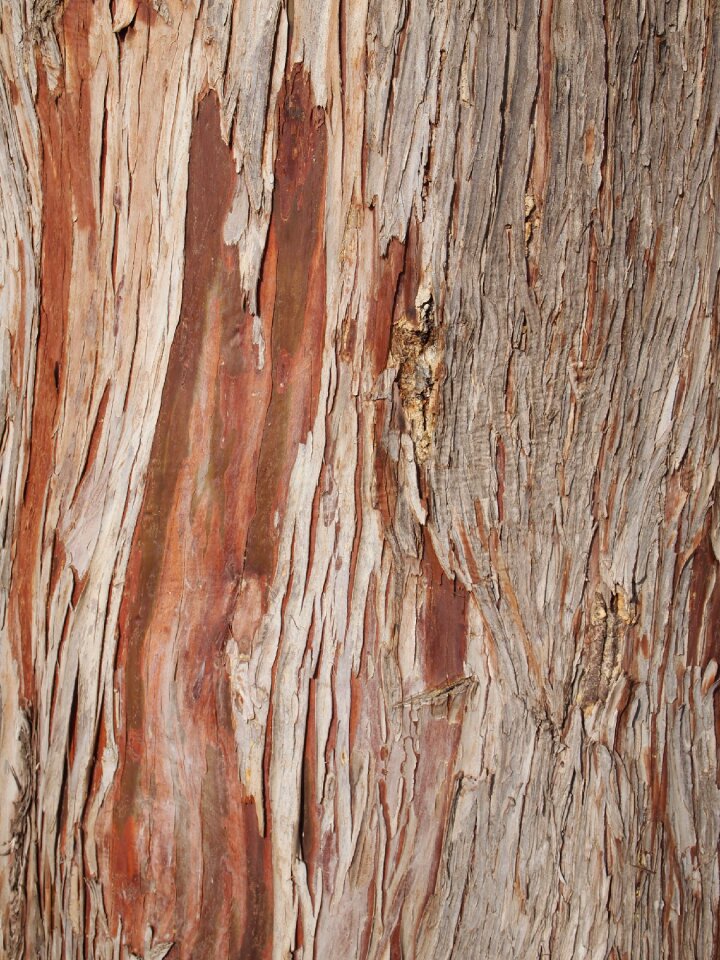 Nature texture trunk