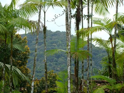 Landscape mata atlantica tropical forest