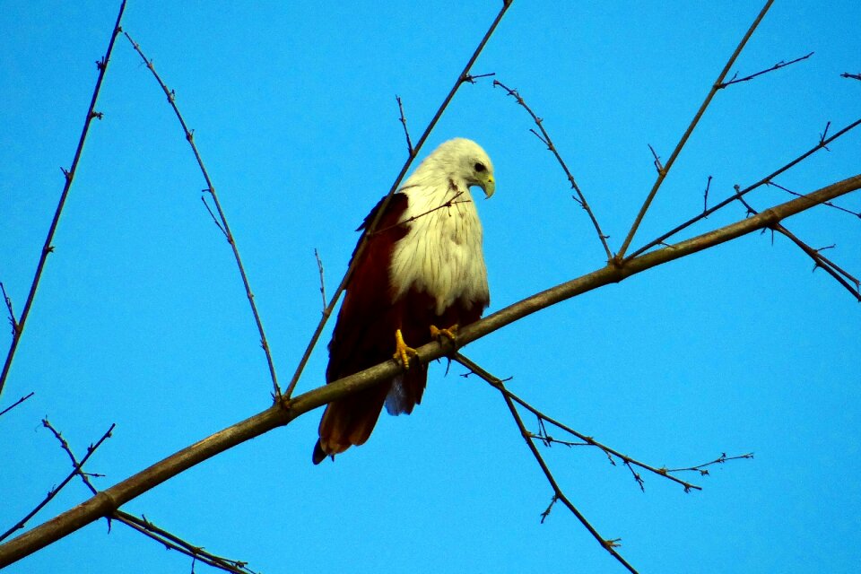 Bird of prey raptor india