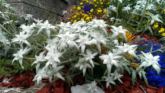 Edelweiss garden nature