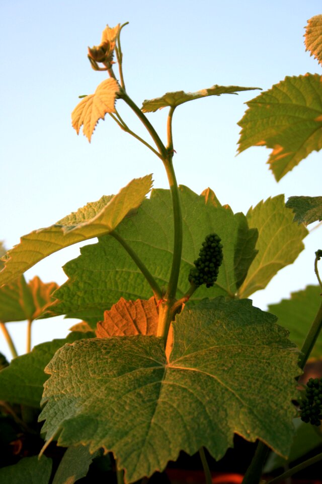 Green-gold tendril sunlight