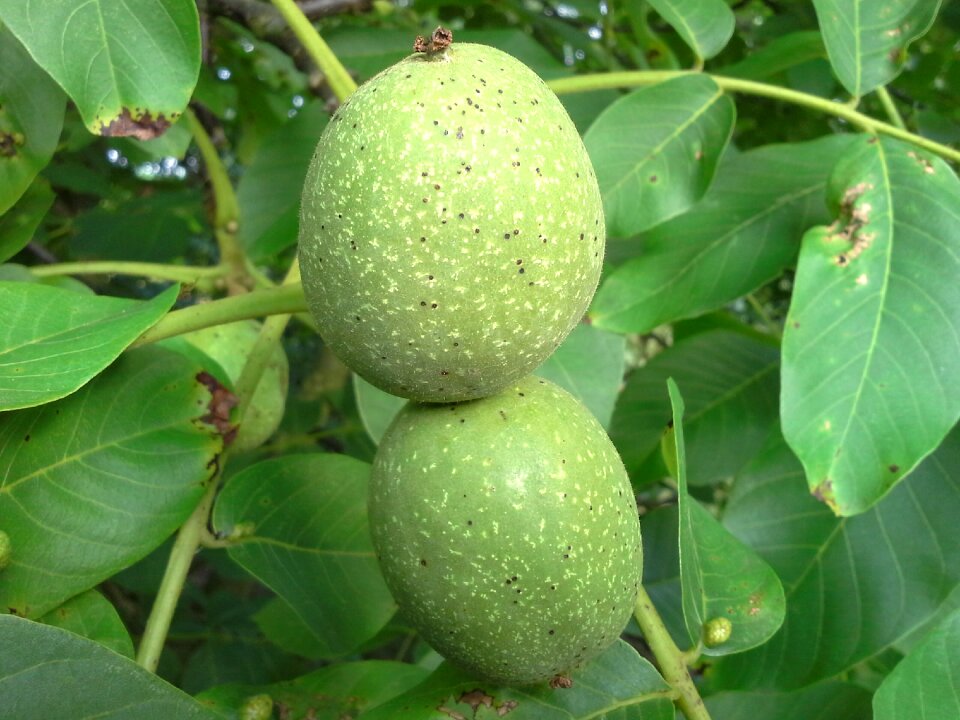 Fruit fruits juglans regia