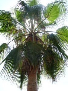 Exotic frond fan palm