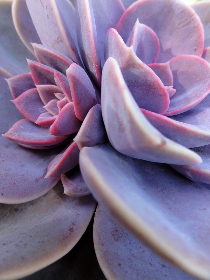 Nature petal leaves