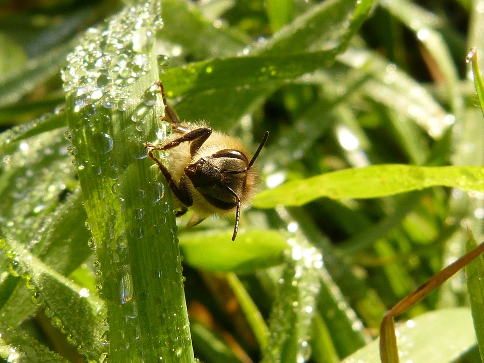 Honey bee apis apis mellifera