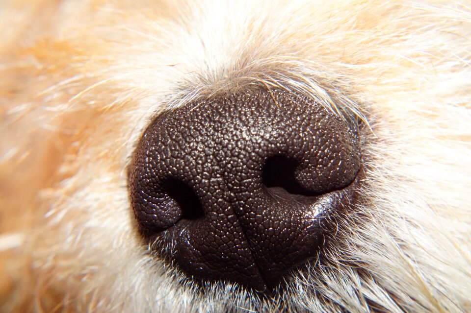 Smell skull nostril