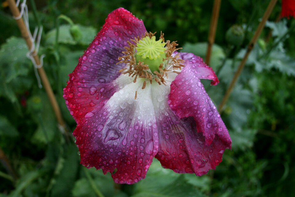 Rain dying weather beaten