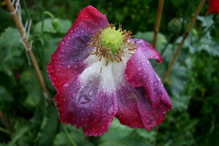 Rain dying weather beaten