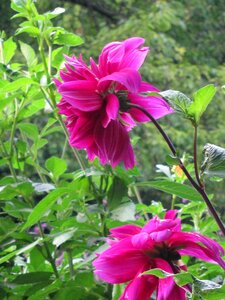 Greenery nature garden