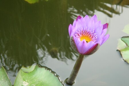 Fuzhou lotus pond