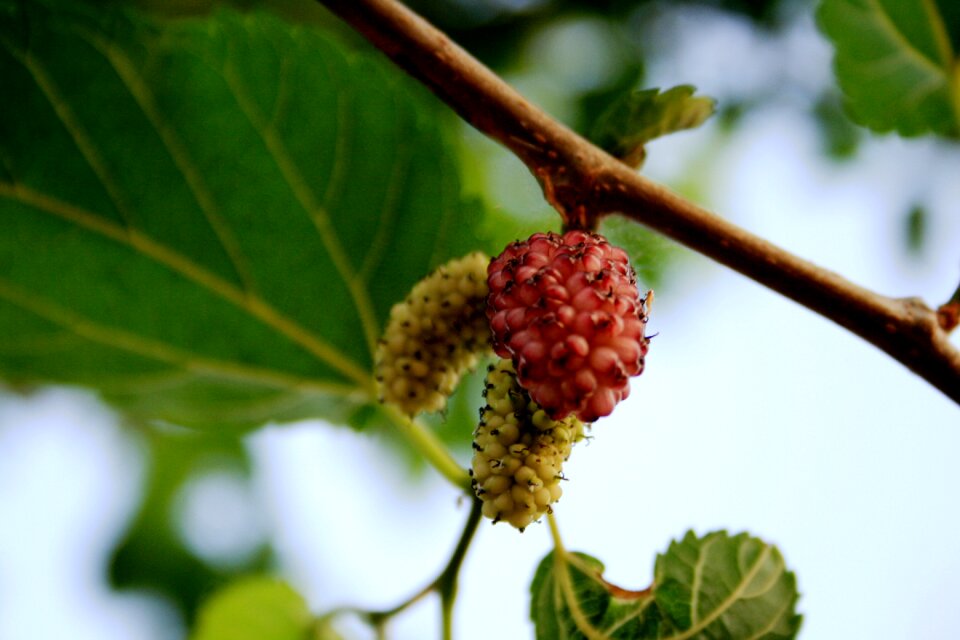 Delicate sweet ripe