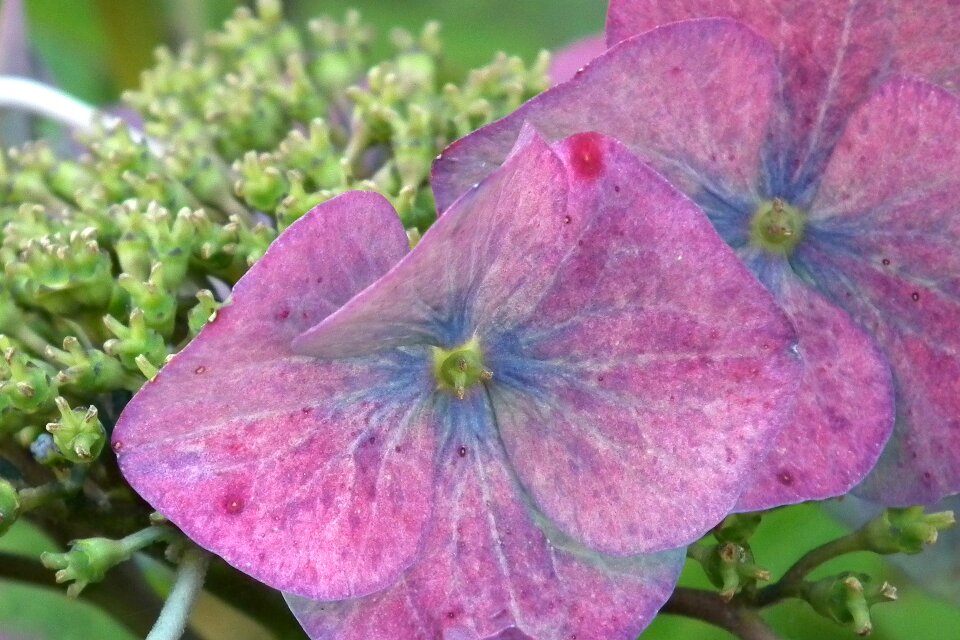 Blossom bloom pink