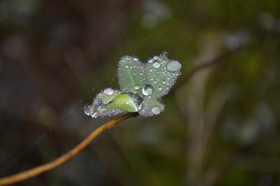 Plant drip dew drops