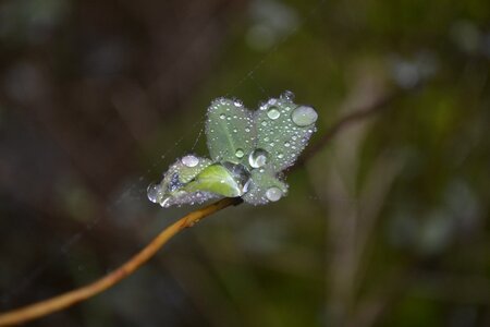Plant drip dew drops