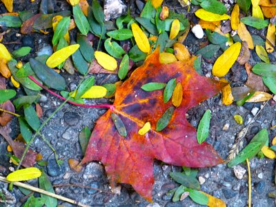 Leaves red leaf autumn