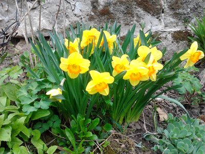 Daffodil spring sunshine photo