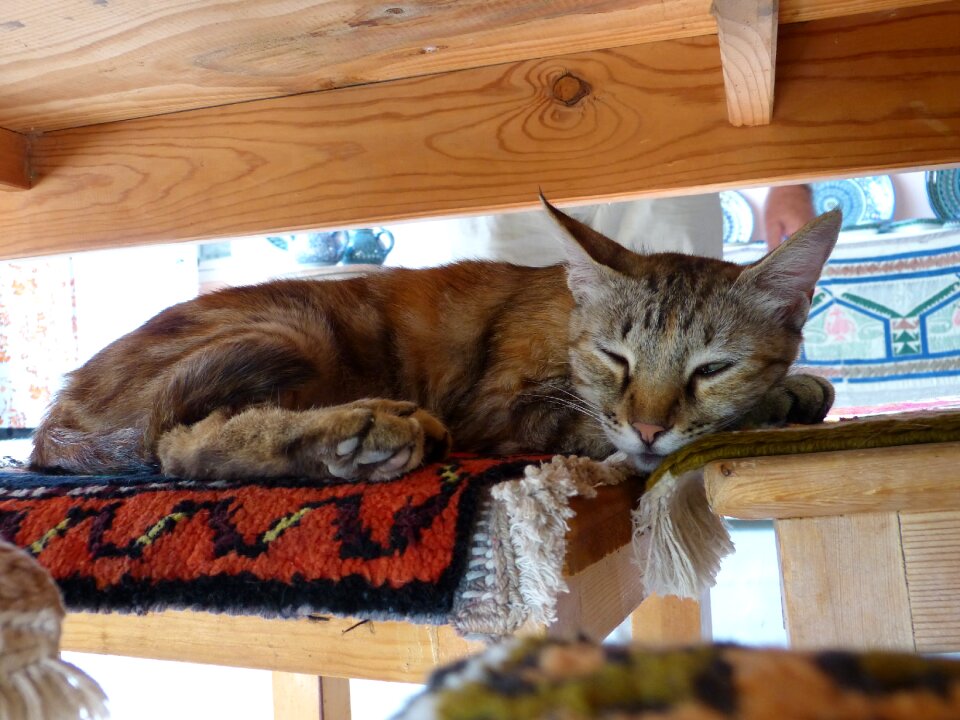Tired rest pet