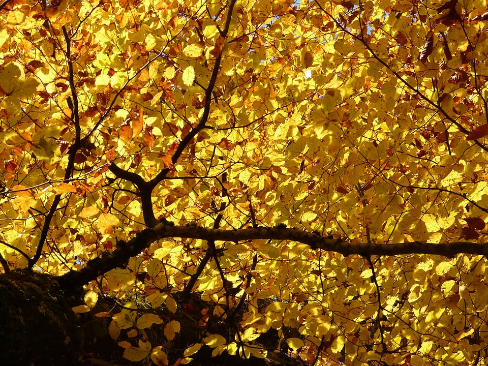 Deciduous tree golden autumn golden october