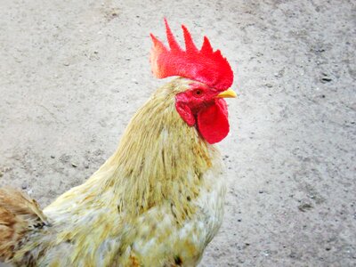 Red crest chicken photo