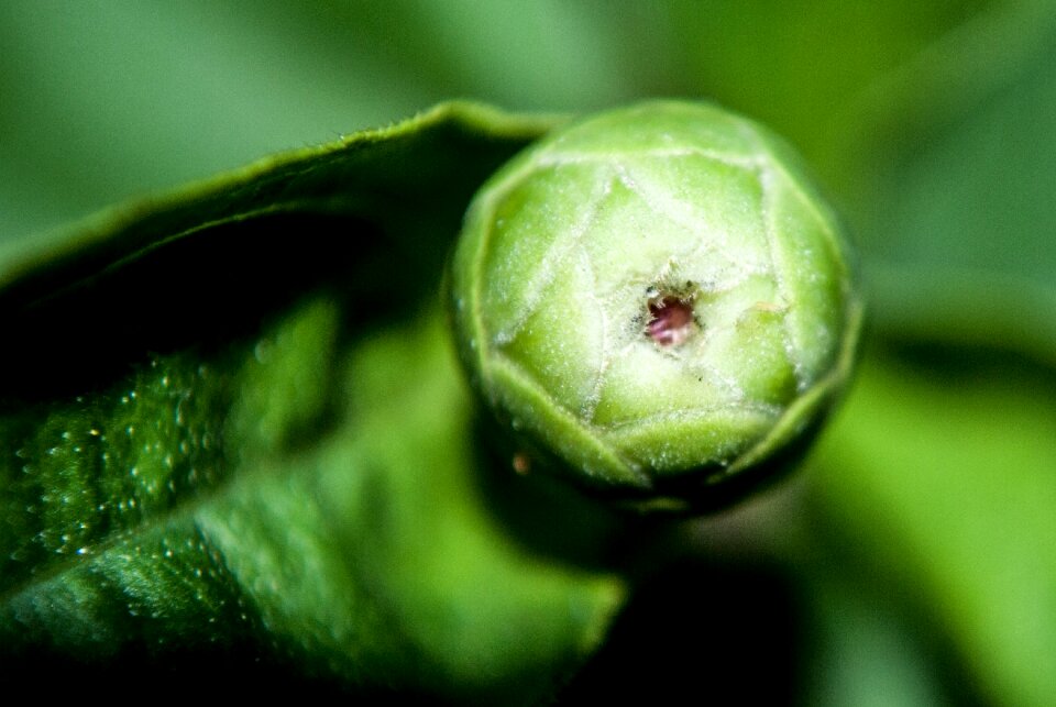 Sprout the flower bud green