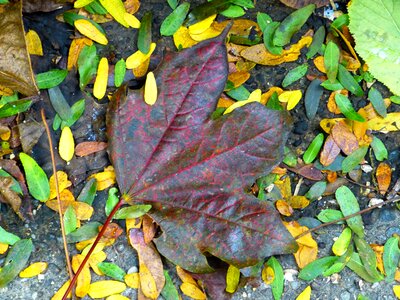 Leaves red leaf autumn photo
