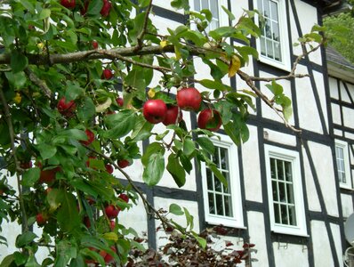 Tree sauerland village