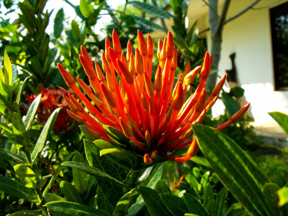 Red fire vine pyrostegia venusta