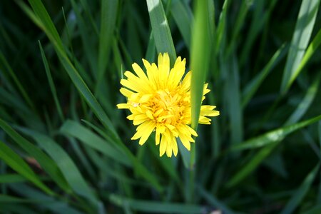 Summer flower yellow photo