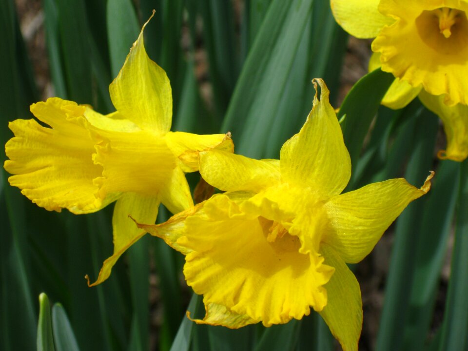 Yellow blossom yellow flower spring flowers