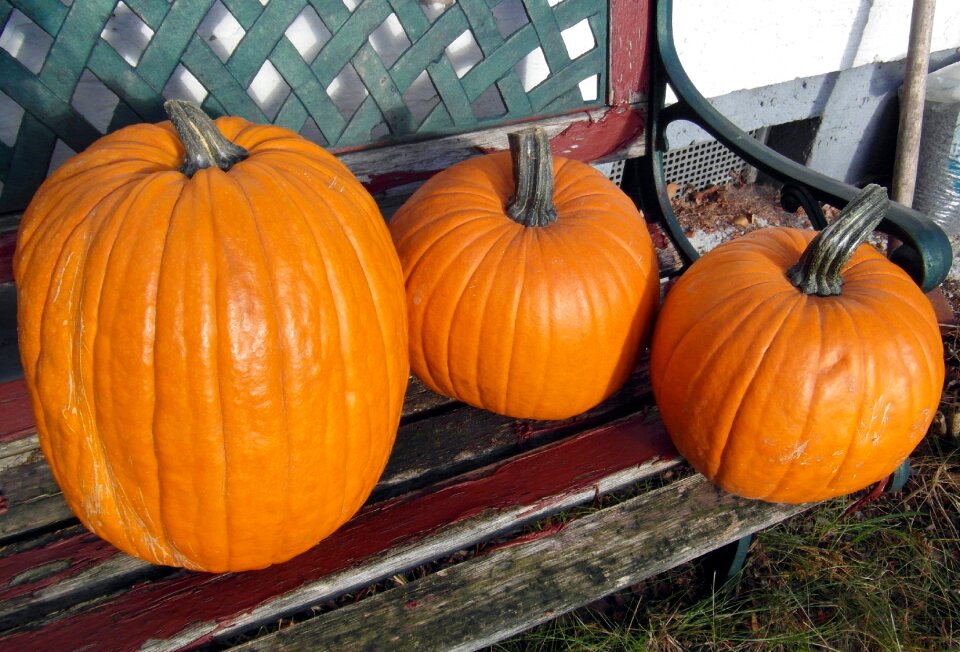 Harvest halloween bank