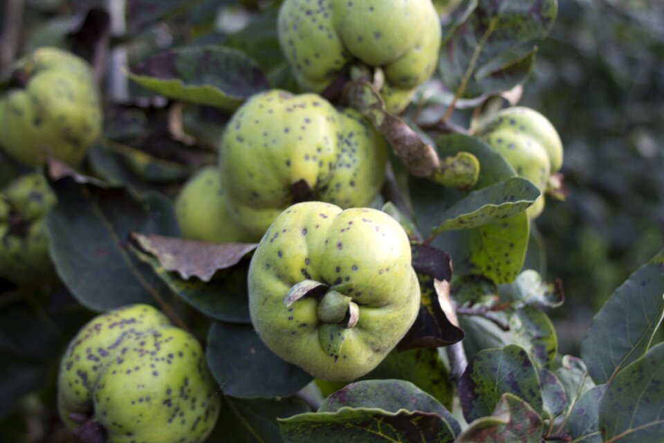 Quince plant kernobstgewaechs
