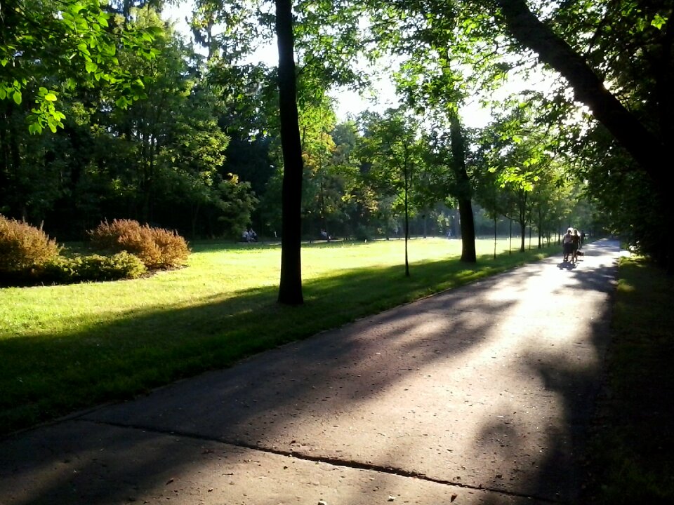 Forest the sun shadow